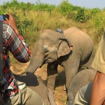 elephant gps trackers