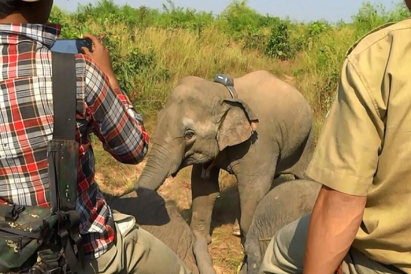 elephant gps trackers